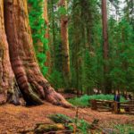5 destinos para observar luciérnagas en su hábitat natural »